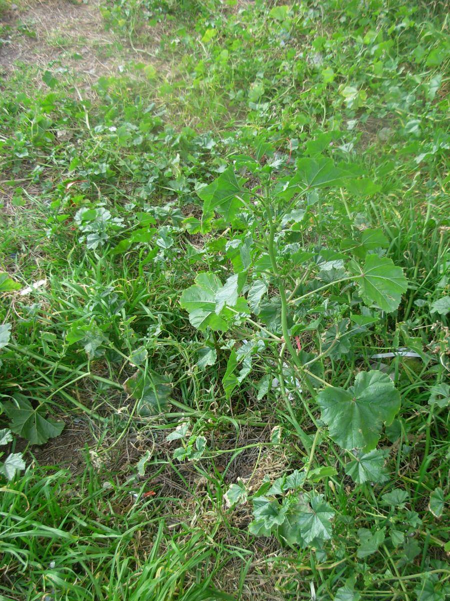 Malva nicaeensis All.